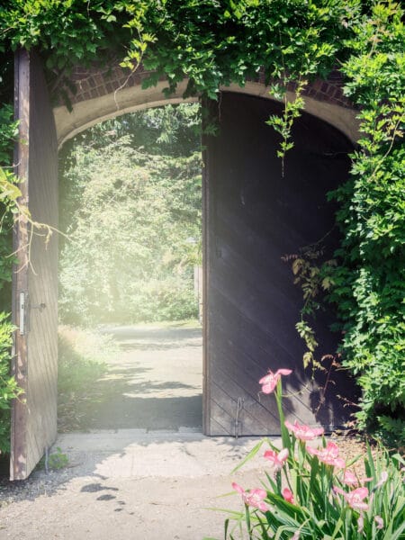 Old wooden gate with lianas. Entrance to a park